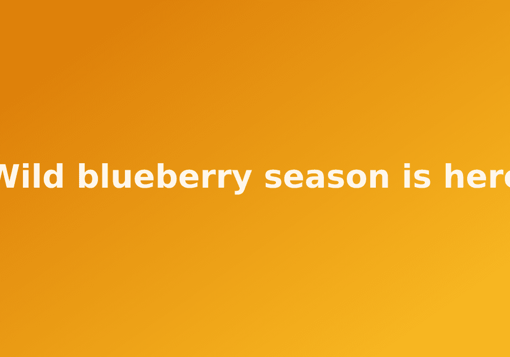 Wild blueberry season is here